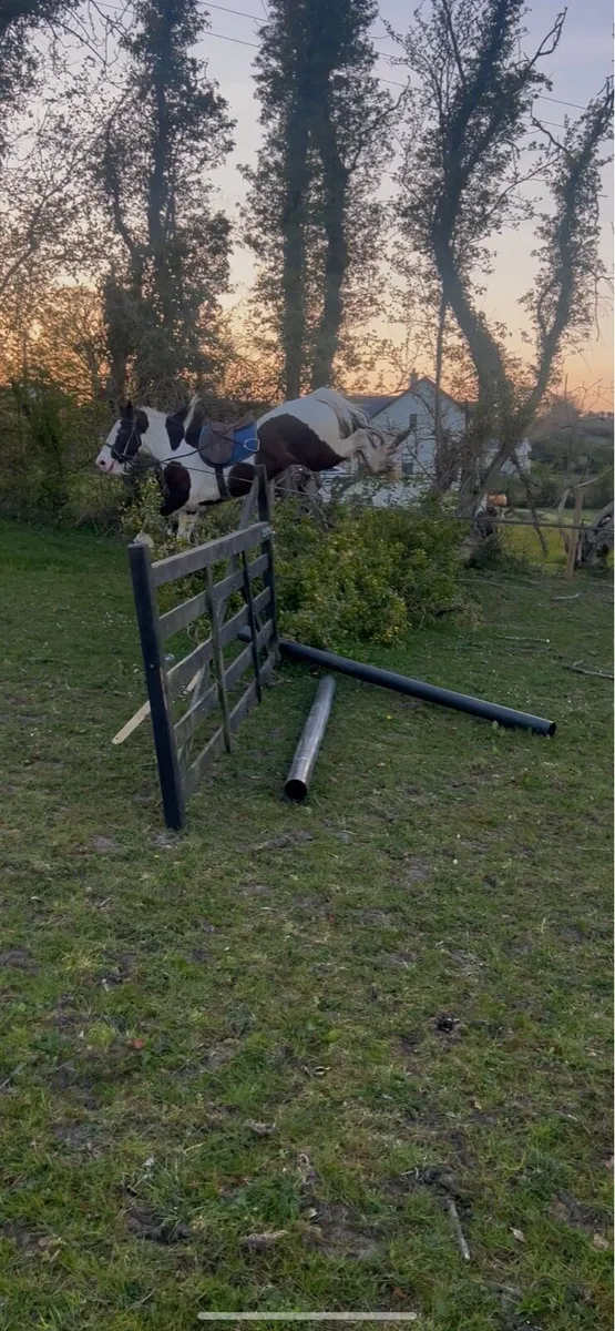 15.3 4 year old gelding - Image 4