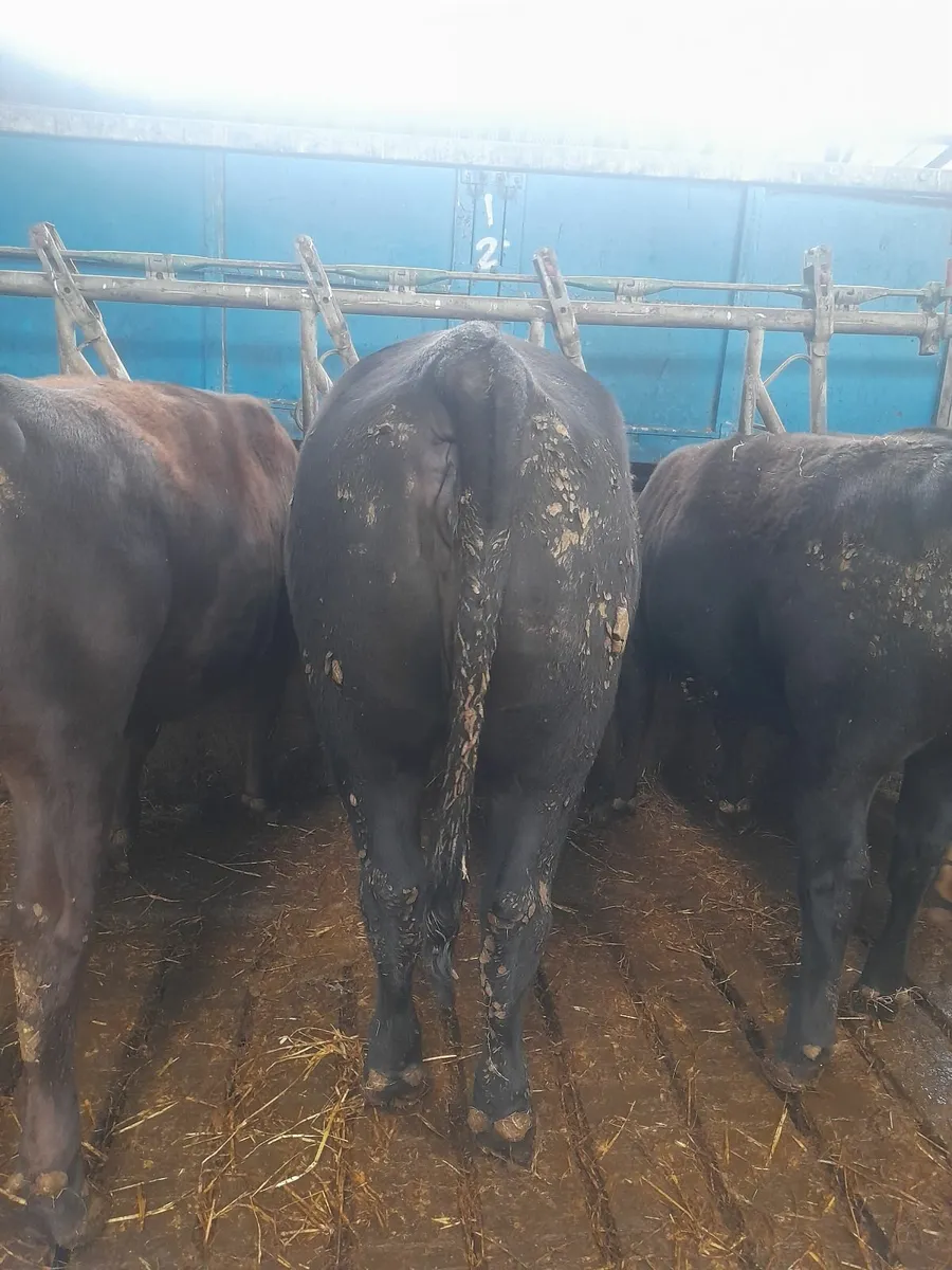 Pedigree Registered Angus Heifers - Image 2