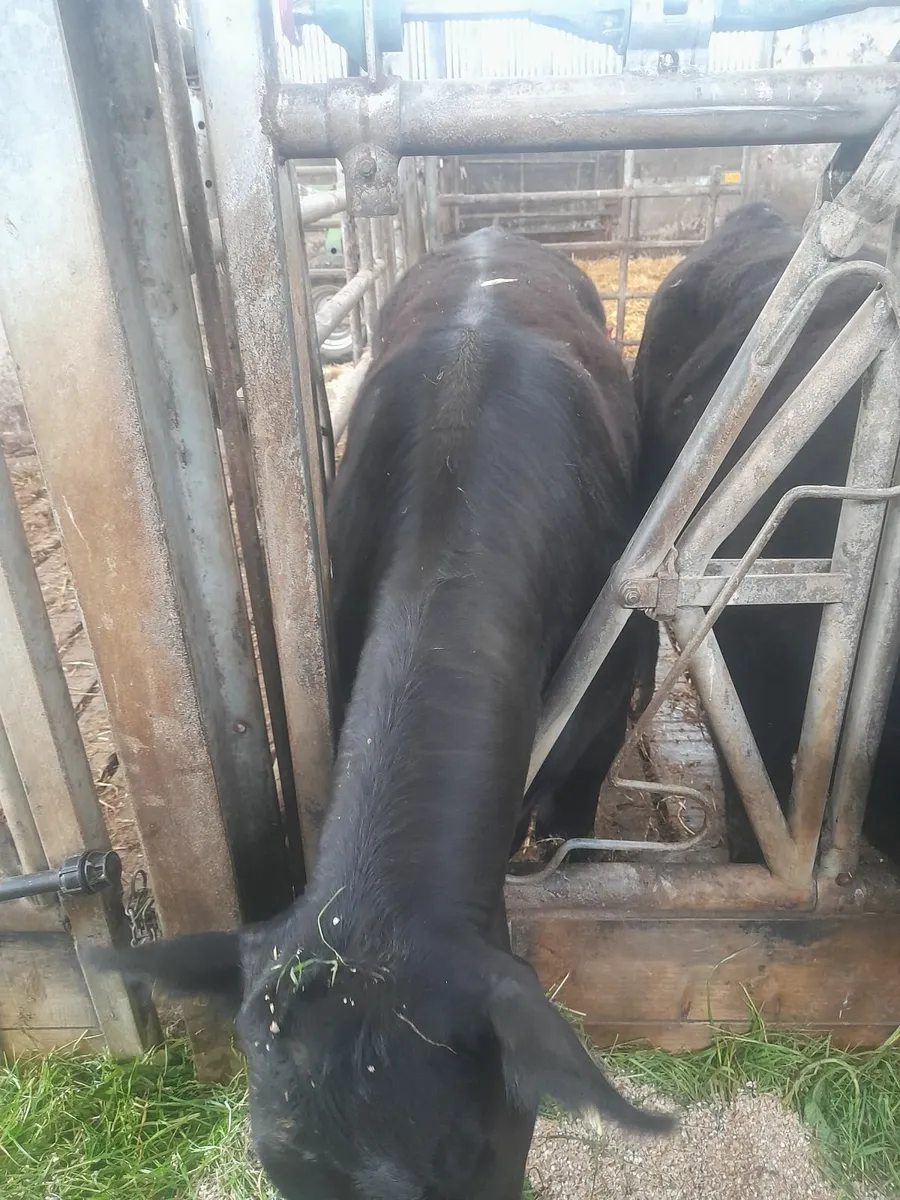 Pedigree Registered Angus Heifers - Image 4