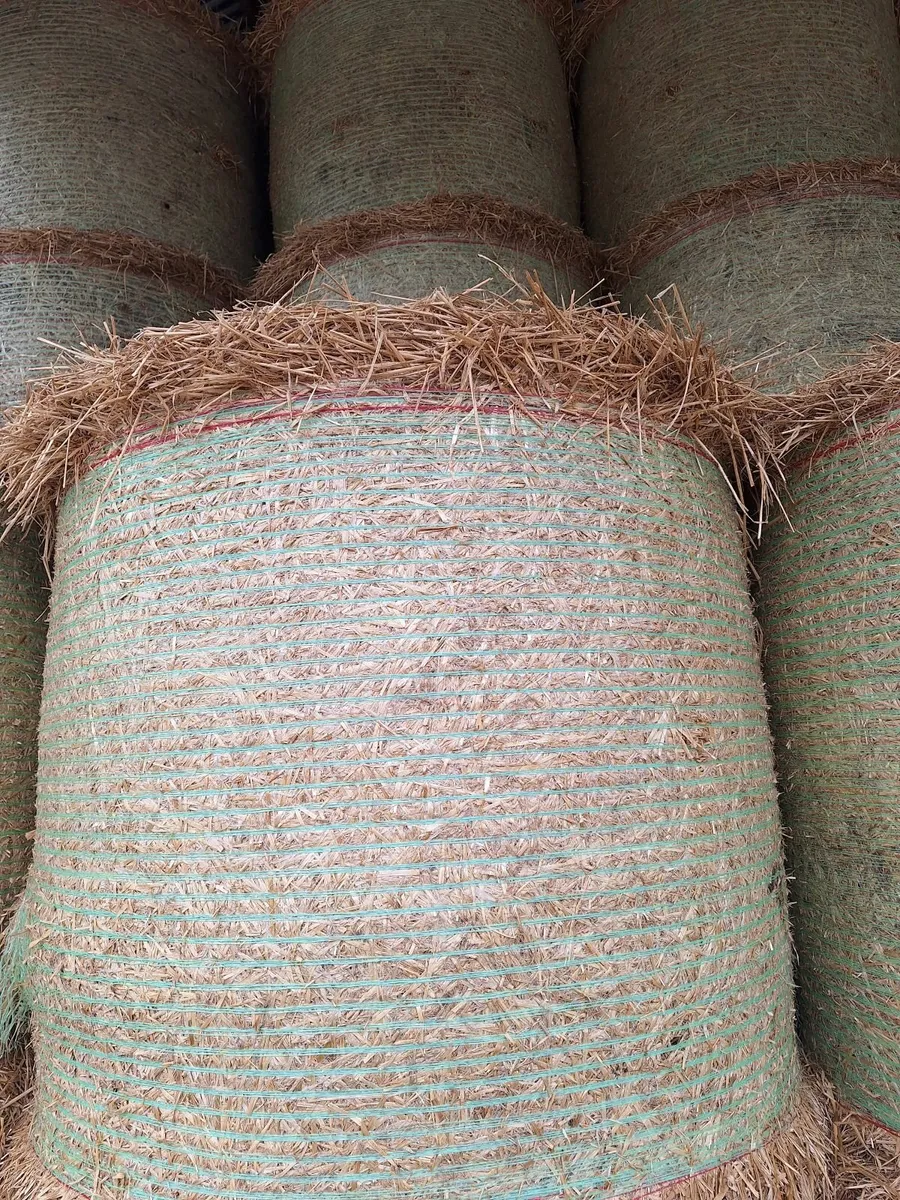 Barely straw - Image 2