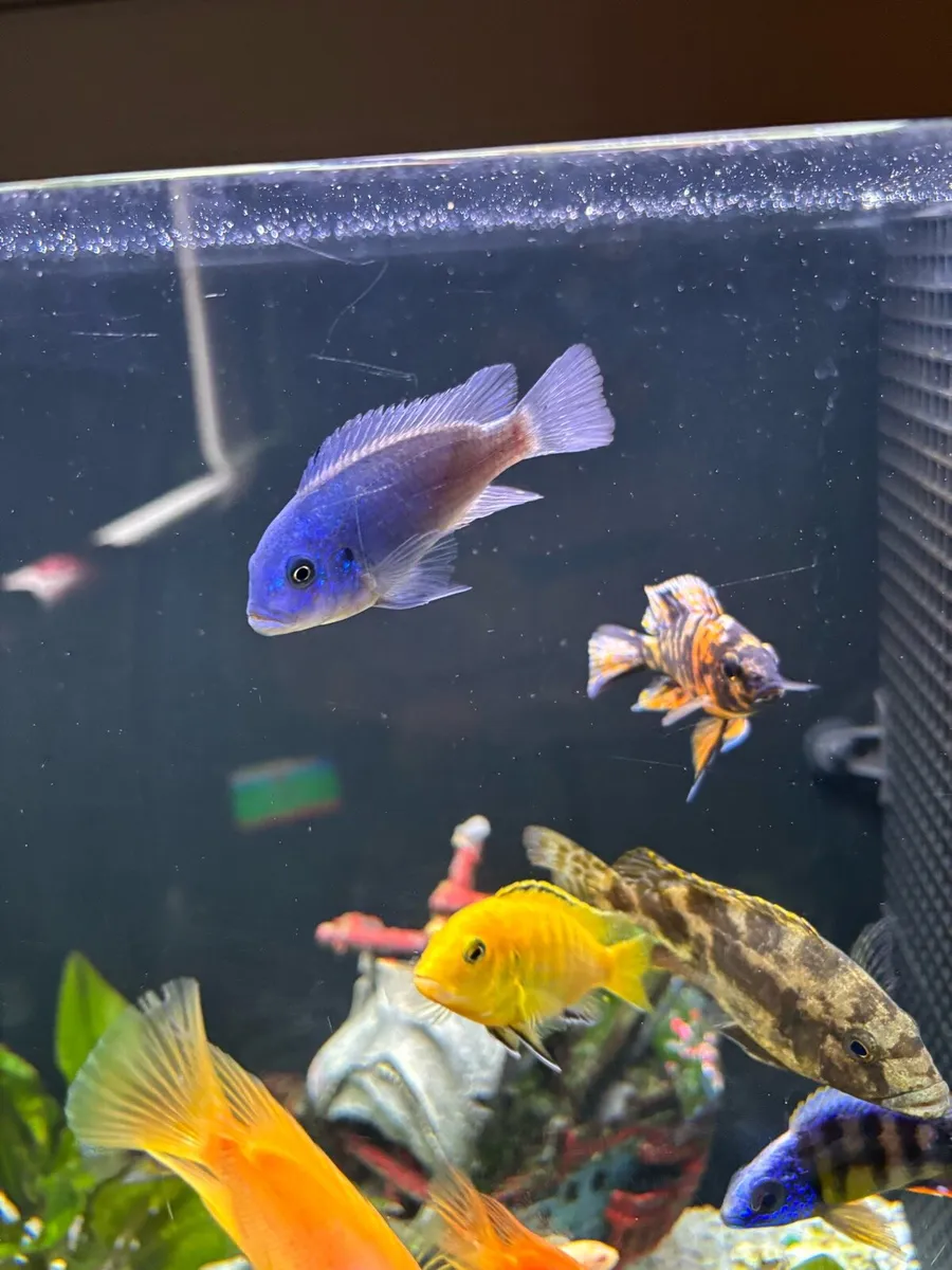 Cichlids fish - Image 2