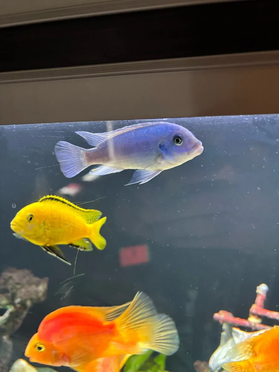 Cichlids fish - Image 3