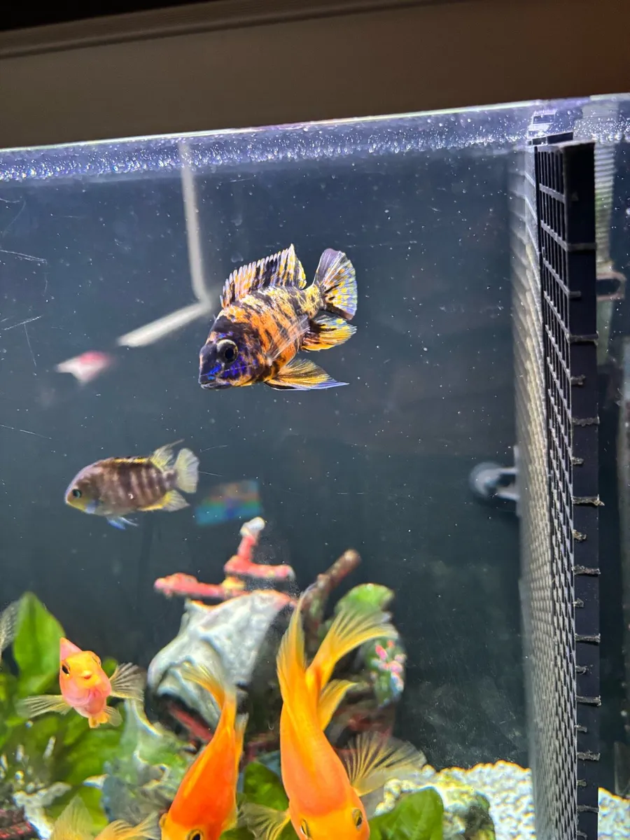 Cichlids fish - Image 4