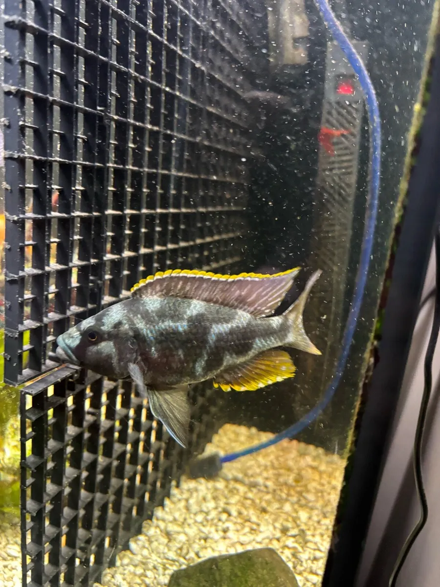 Cichlids fish - Image 1