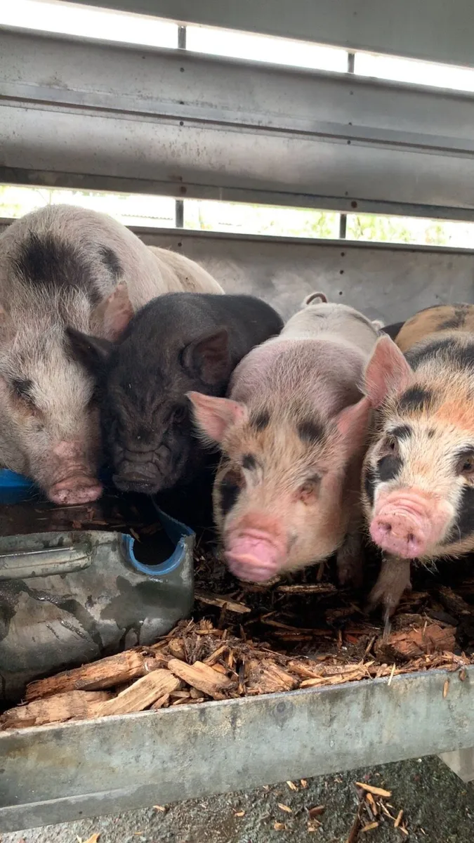Piglets & Sow - Image 3