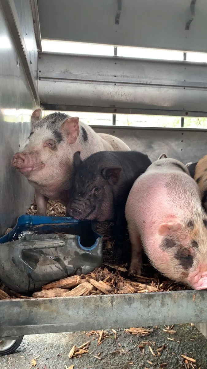 Piglets & Sow - Image 4