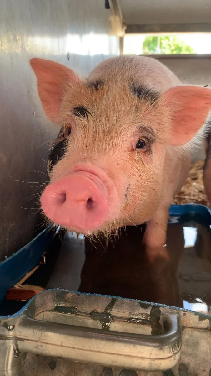 Piglets & Sow - Image 1