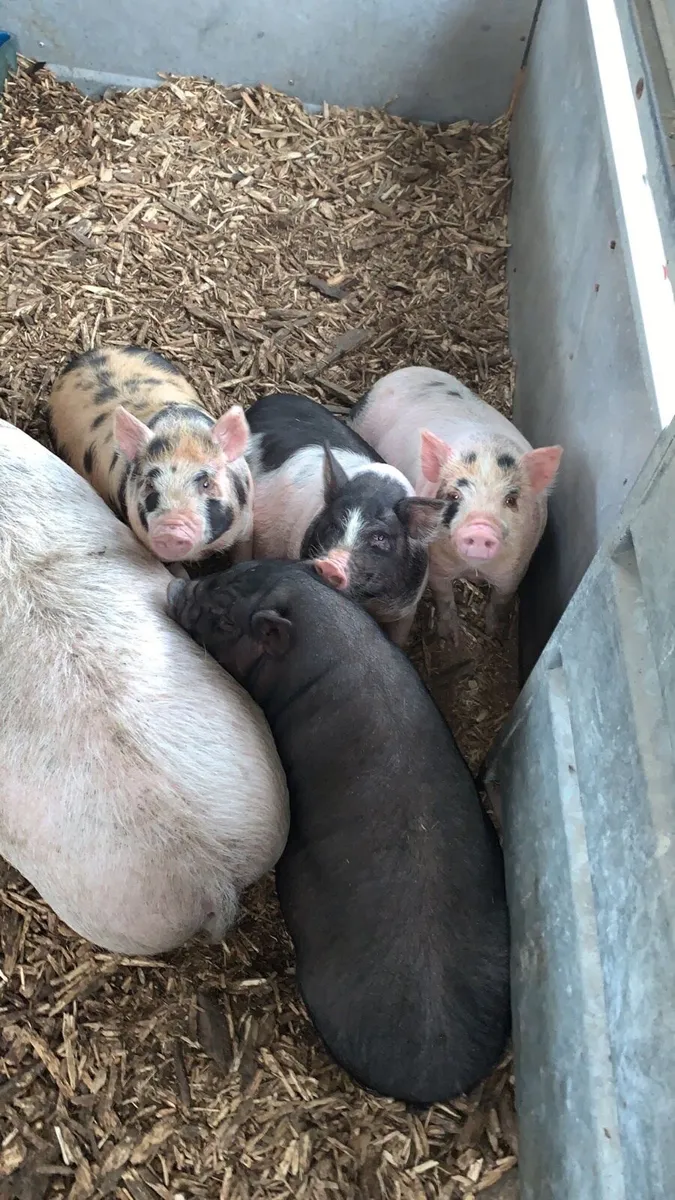Piglets & Sow - Image 2