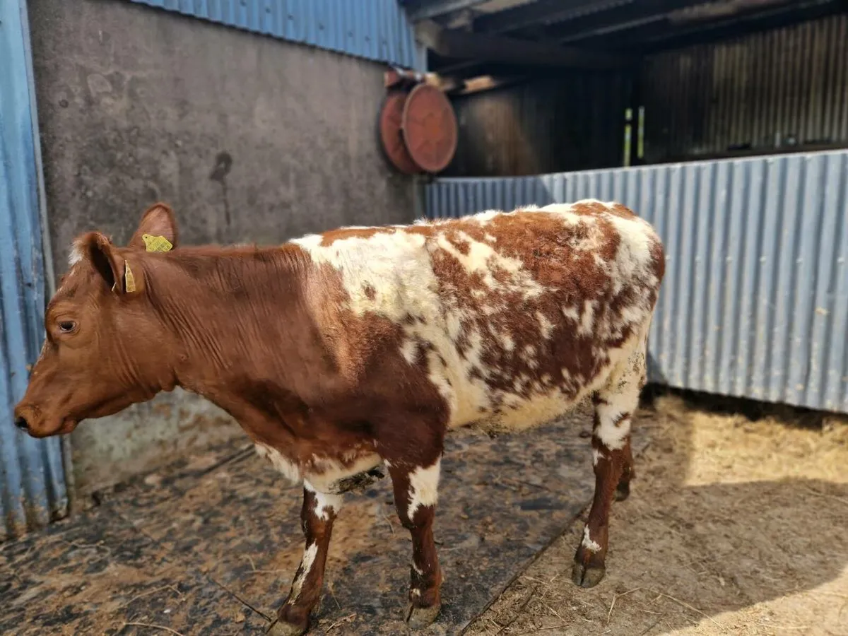 Roan Shorthorn Heifer - Image 4