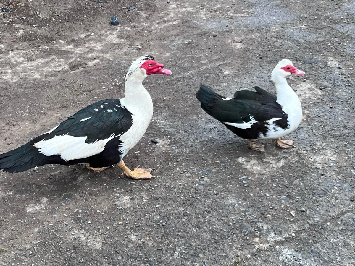 Muscovy ducks - Image 1