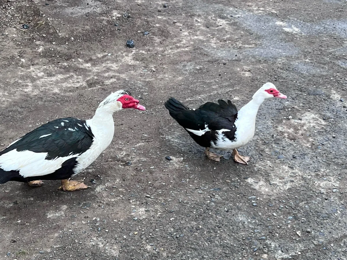 Muscovy ducks - Image 2