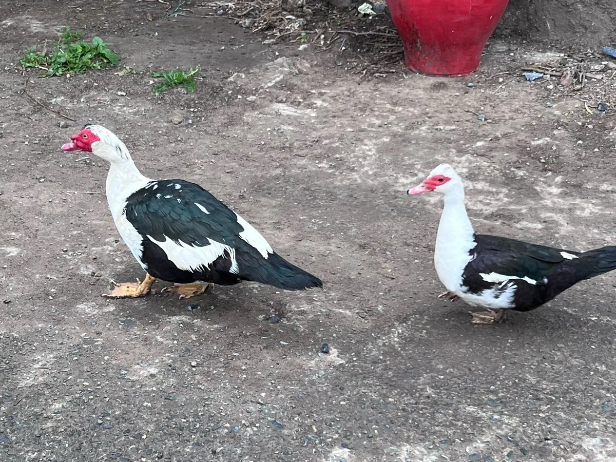 Muscovy ducks - Image 3