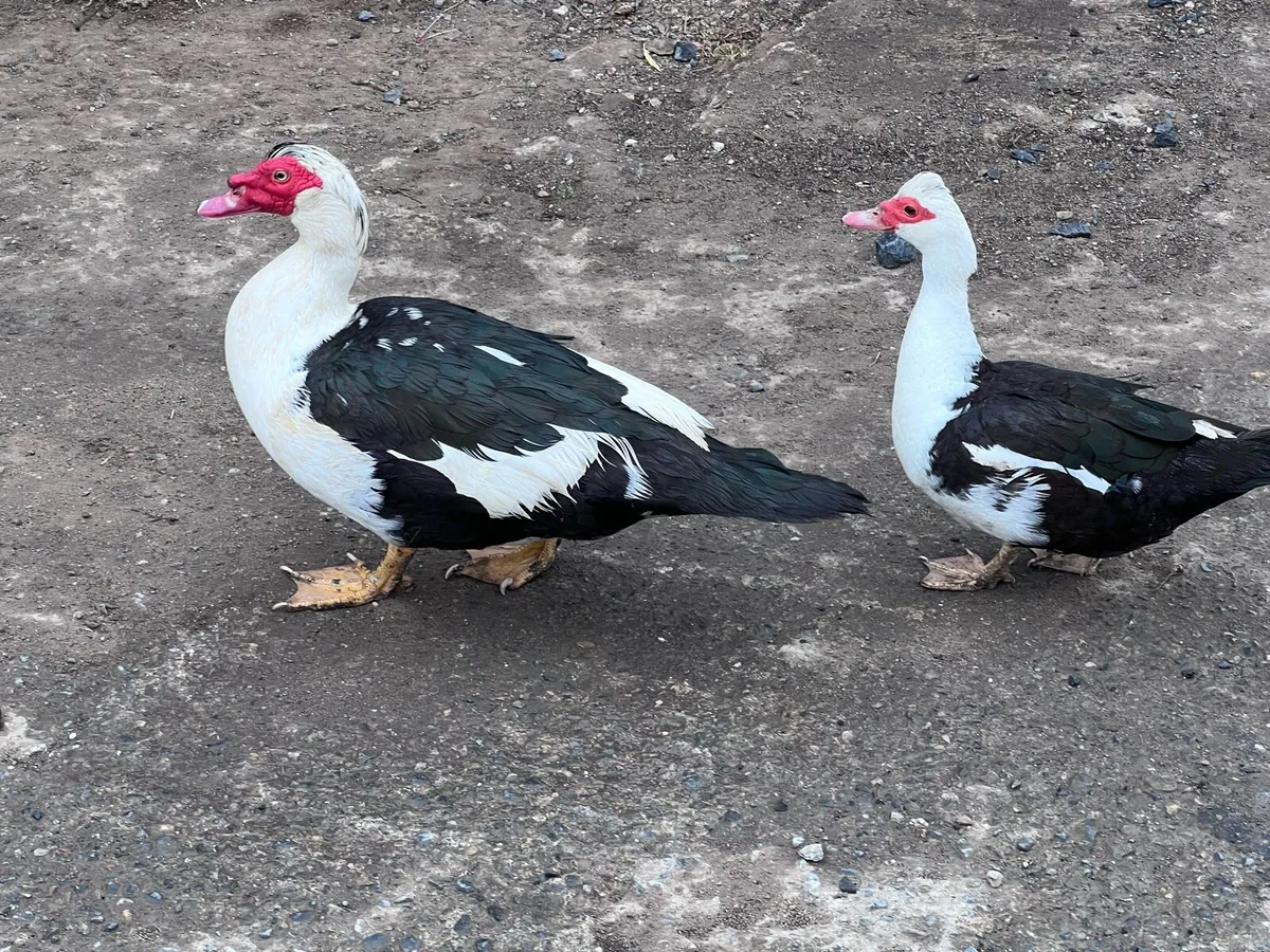 Muscovy ducks - Image 4
