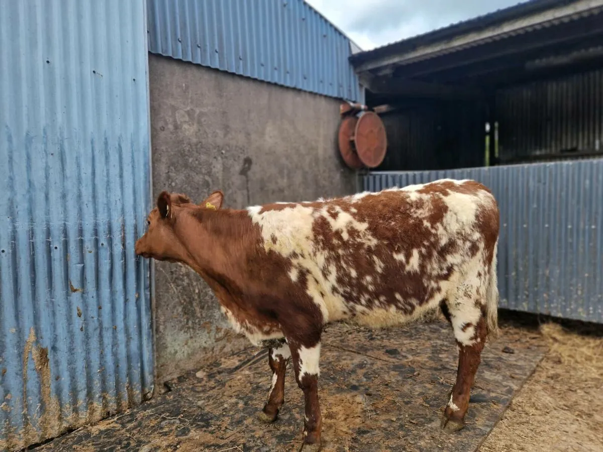 Roan Shorthorn Heifer - Image 1