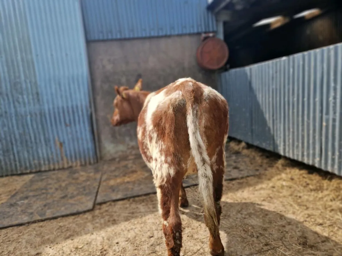 Roan Shorthorn Heifer - Image 2