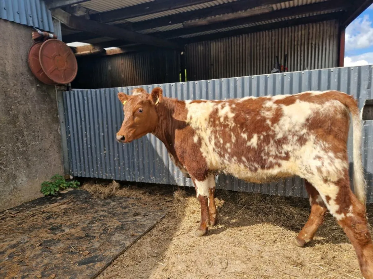 Roan Shorthorn Heifer - Image 3
