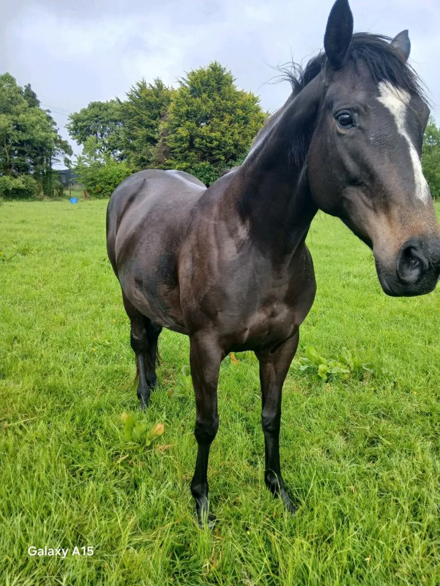 TB MARE - Image 1