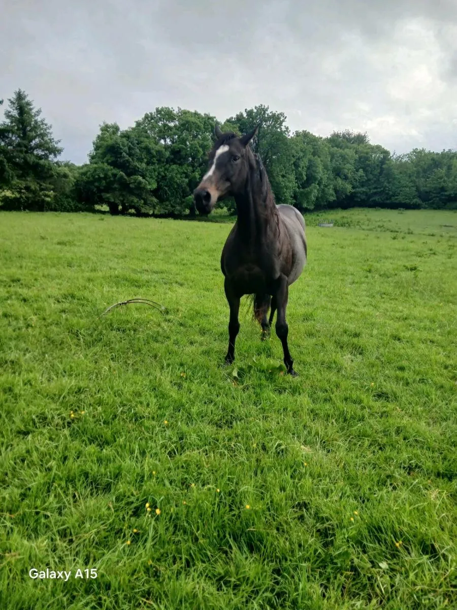 TB MARE - Image 2
