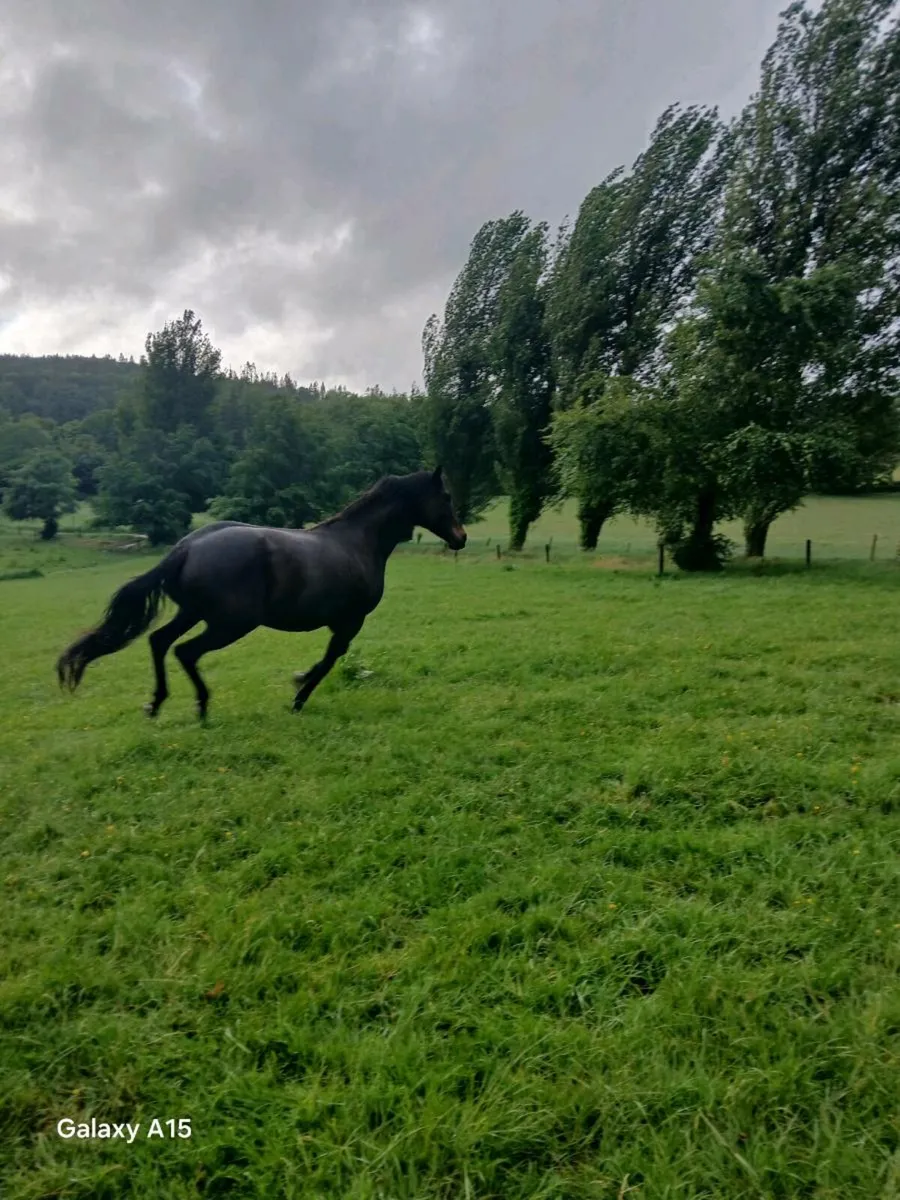 TB MARE - Image 3