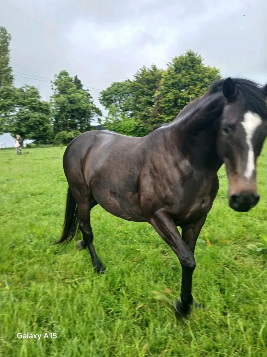 TB MARE - Image 4