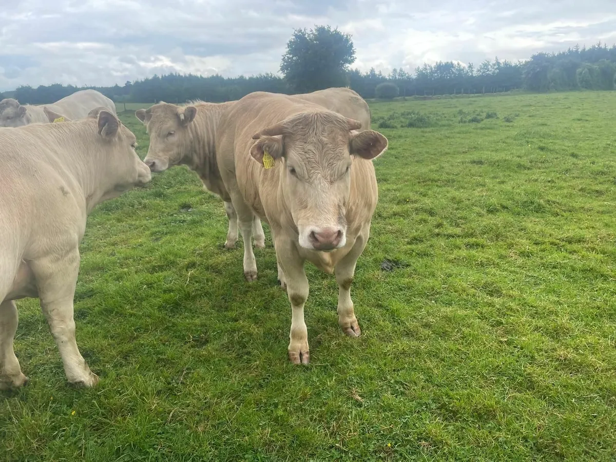 Bulling Heifers - Image 1