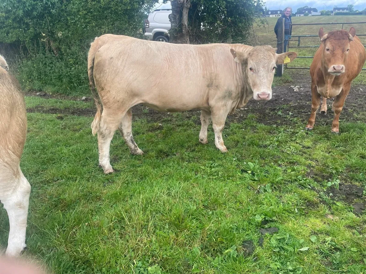 Bulling Heifers - Image 2