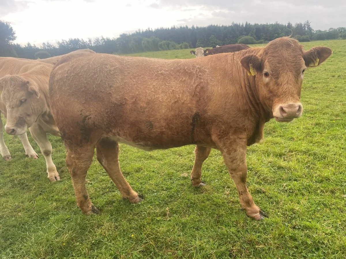 Bulling Heifers - Image 3