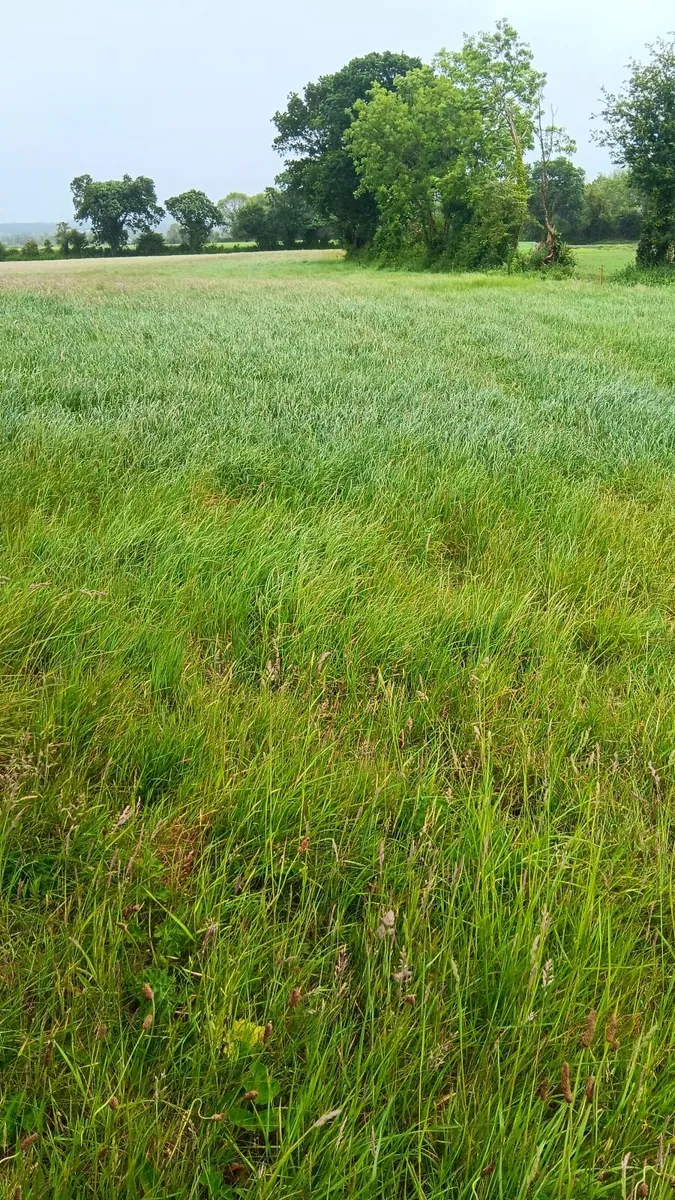 Growing silage - Image 1