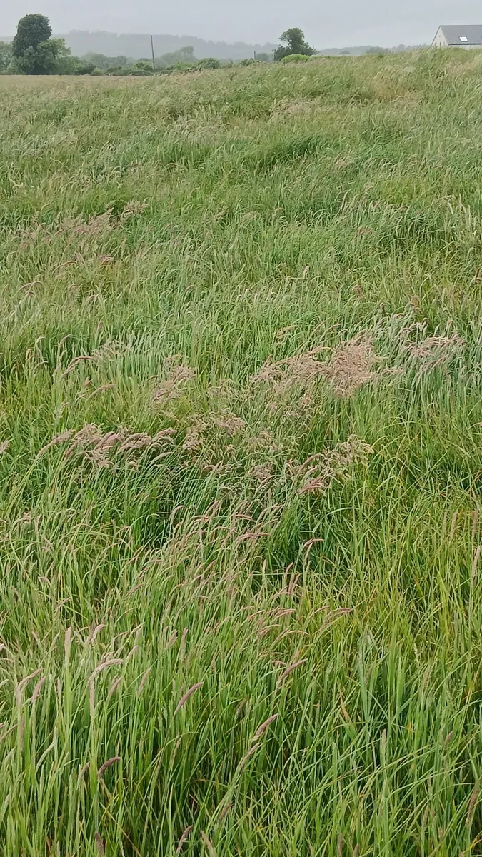 Growing silage - Image 2