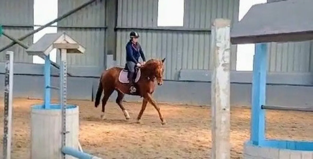 Happy hacker, riding club or broodmare - Image 1