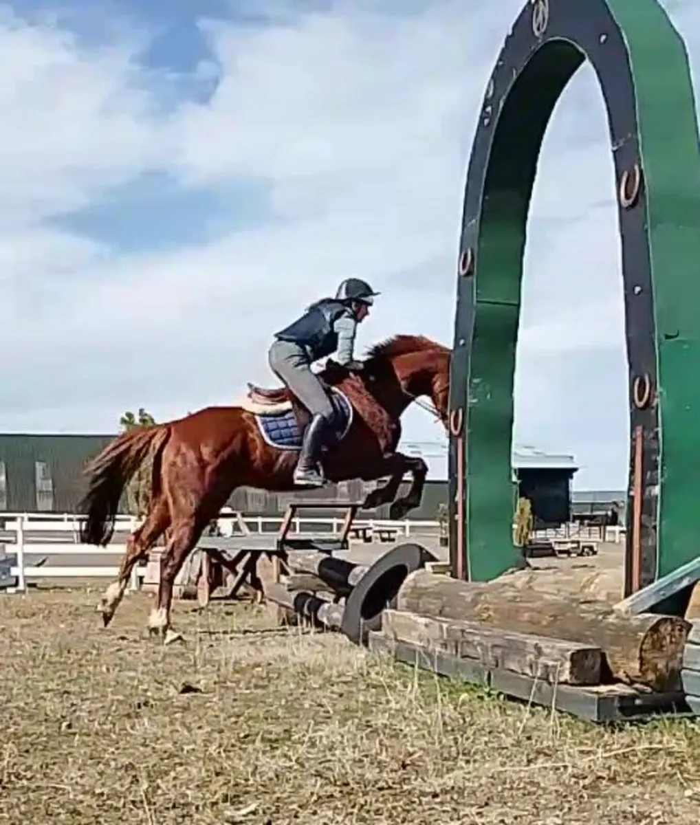 Happy hacker, riding club or broodmare - Image 2