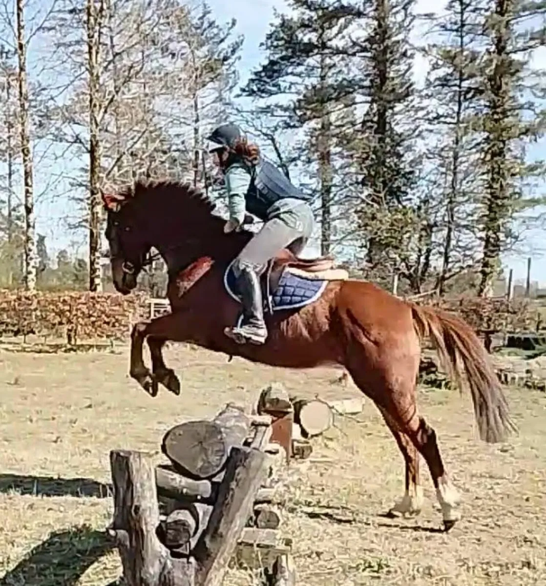 Happy hacker, riding club or broodmare - Image 3