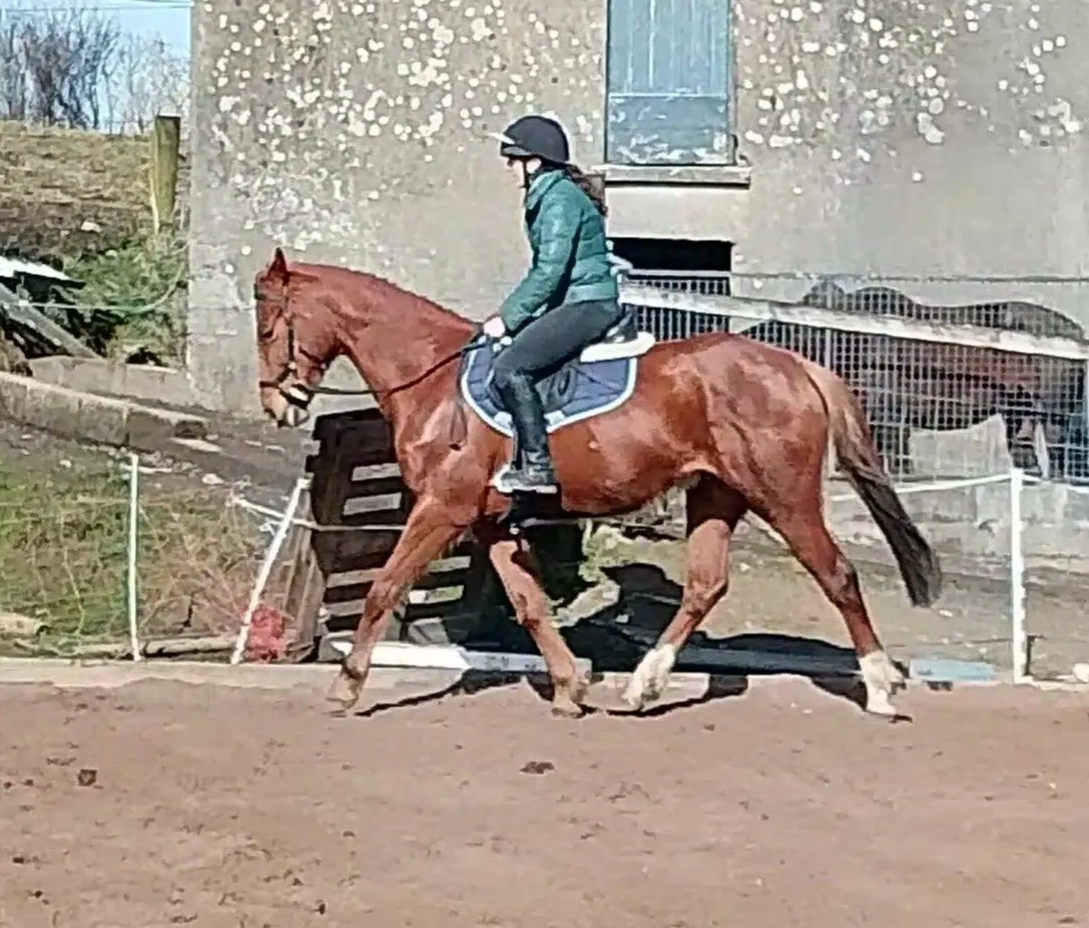 Happy hacker, riding club or broodmare - Image 4