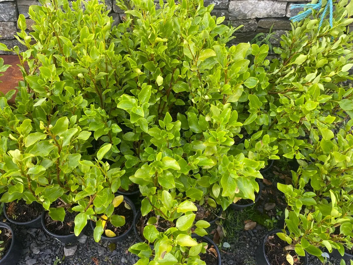 Griselinia hedging - Image 1