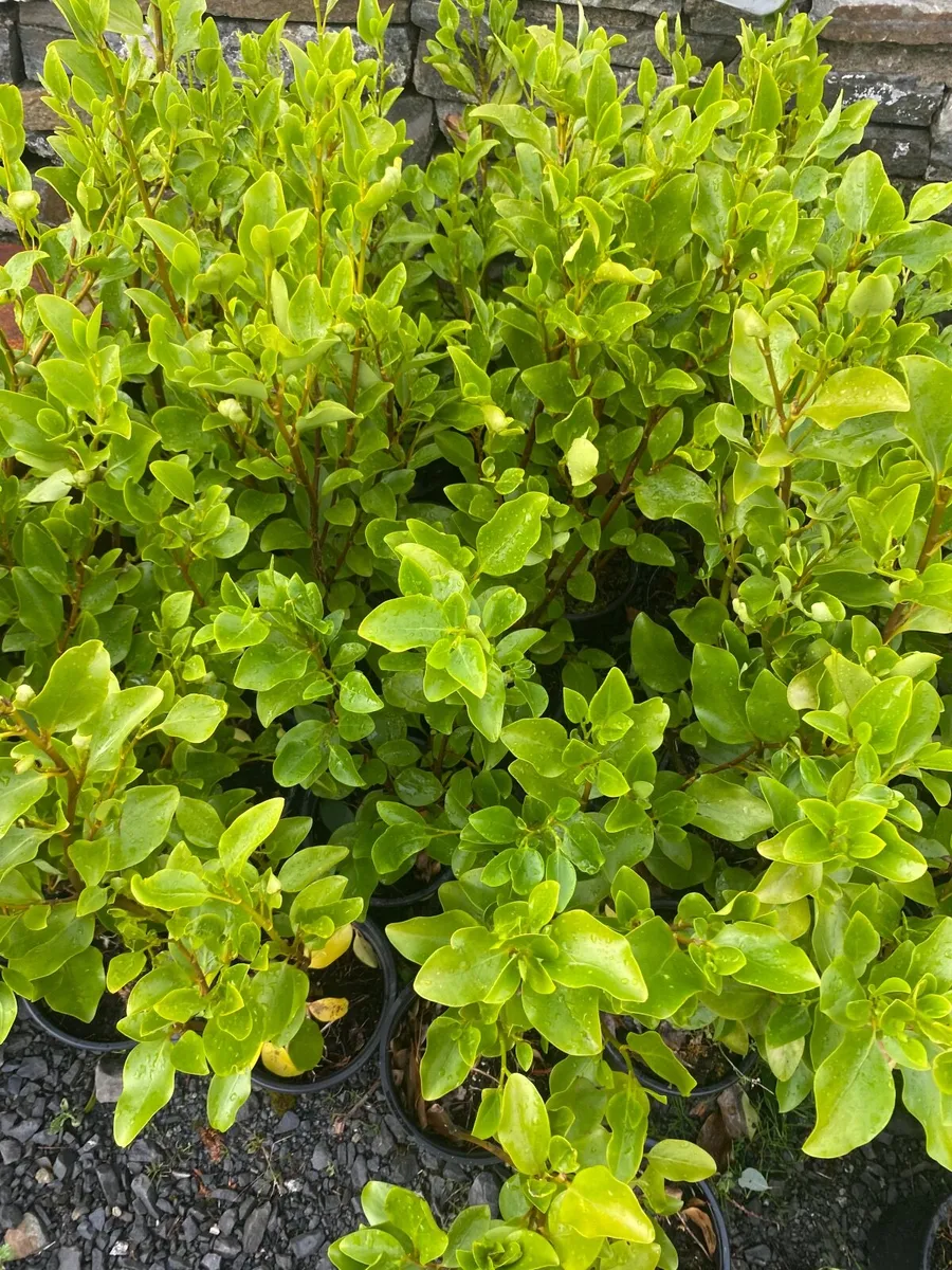 Griselinia hedging - Image 2