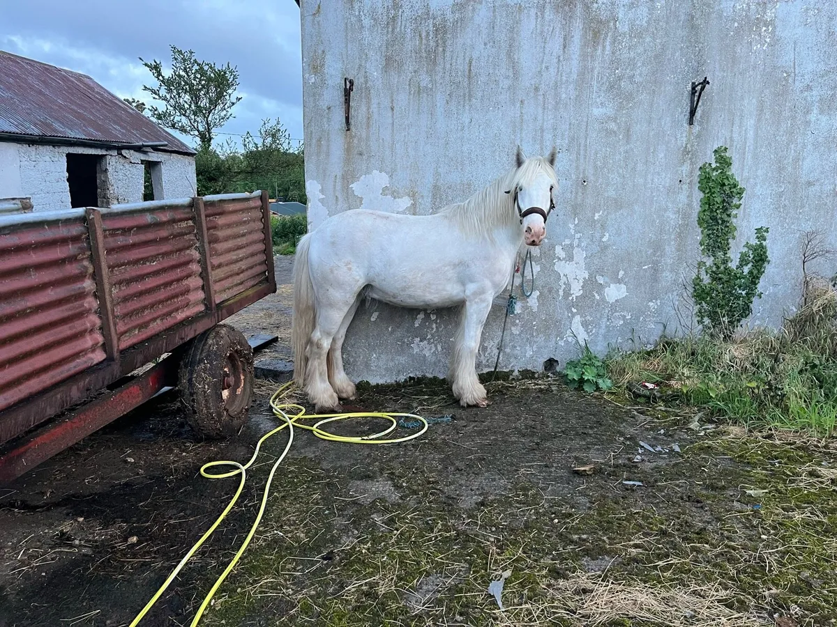 Snow White 13.1 gelding