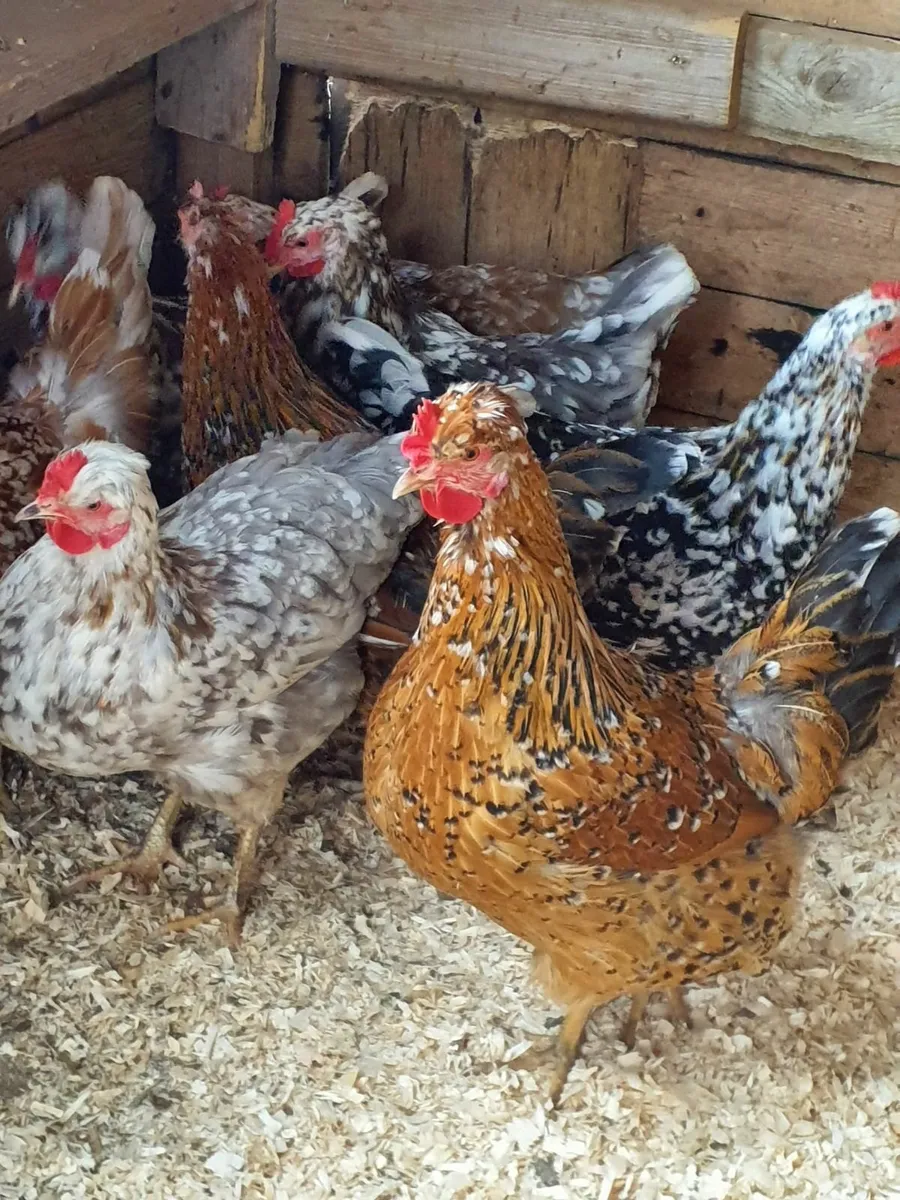 Swedish flower hens - Image 1