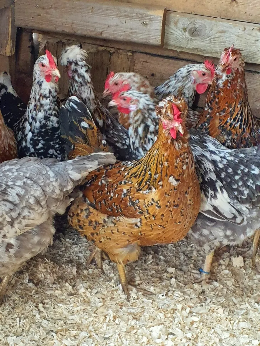 Swedish flower hens - Image 2