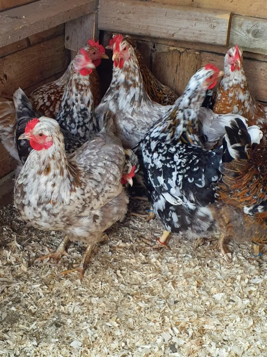 Swedish flower hens - Image 3