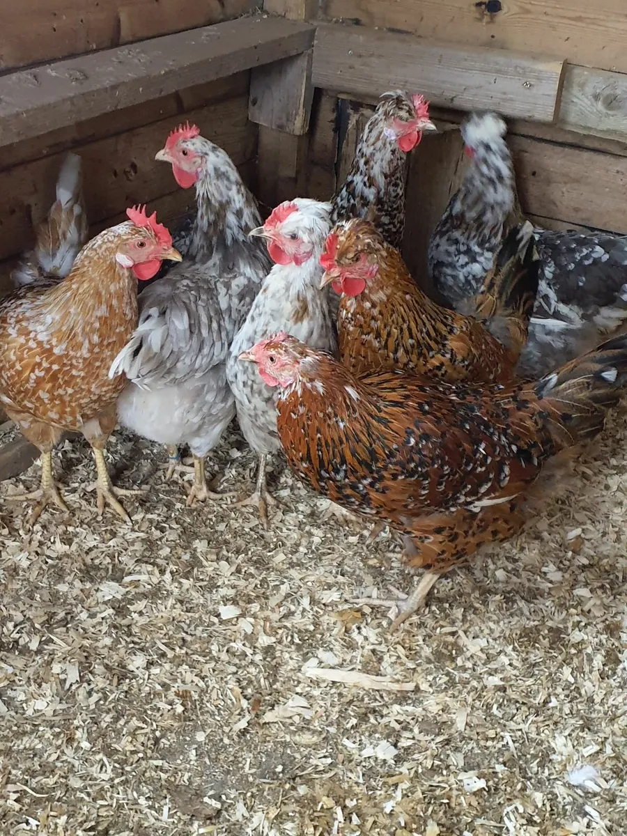 Swedish flower hens - Image 4