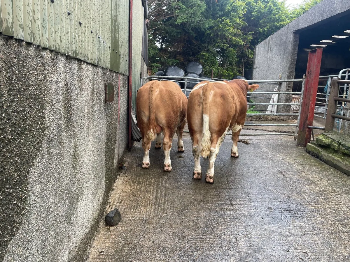 Simmental bulls pure bred - Image 2