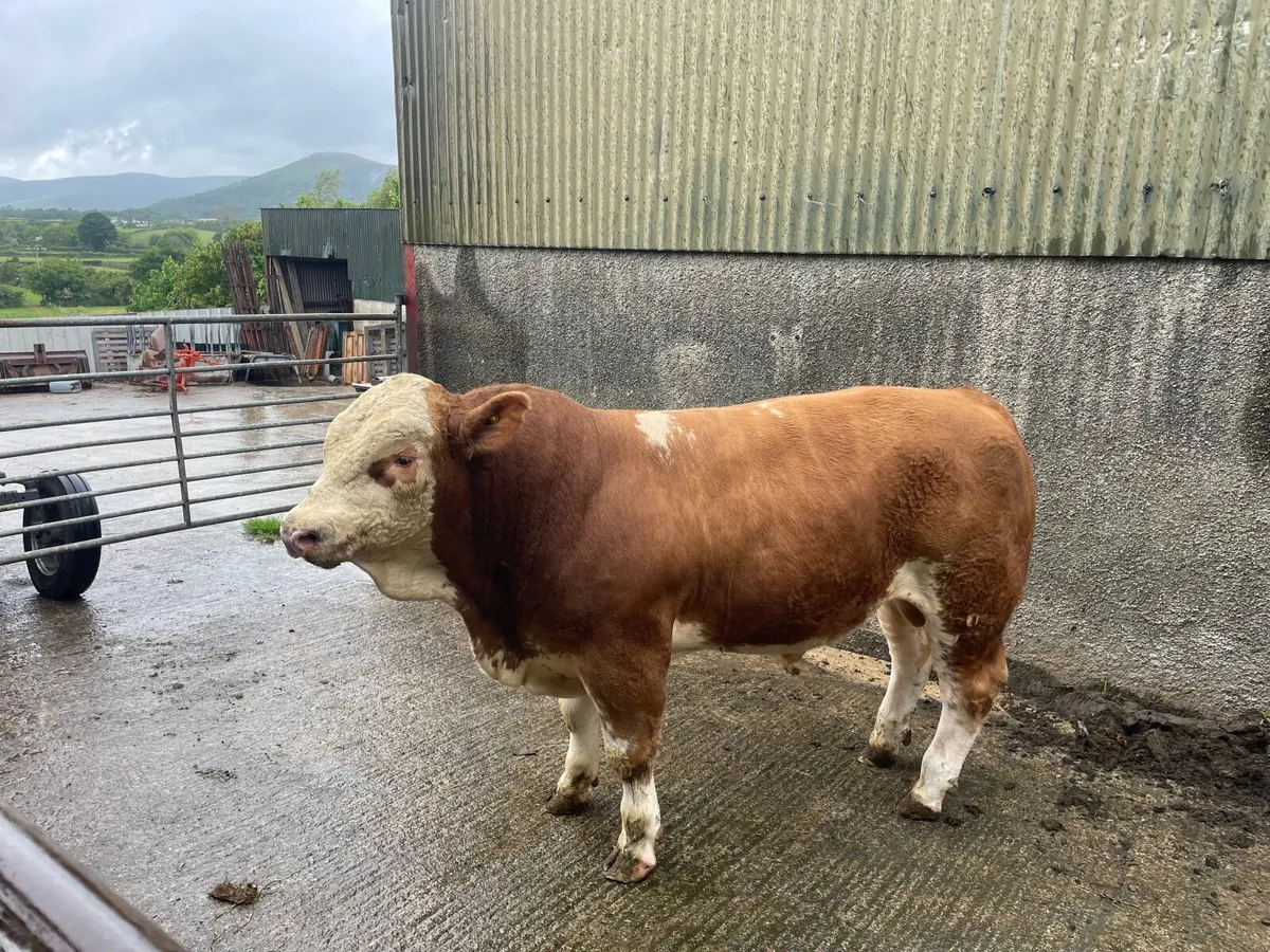 Simmental bulls pure bred - Image 3