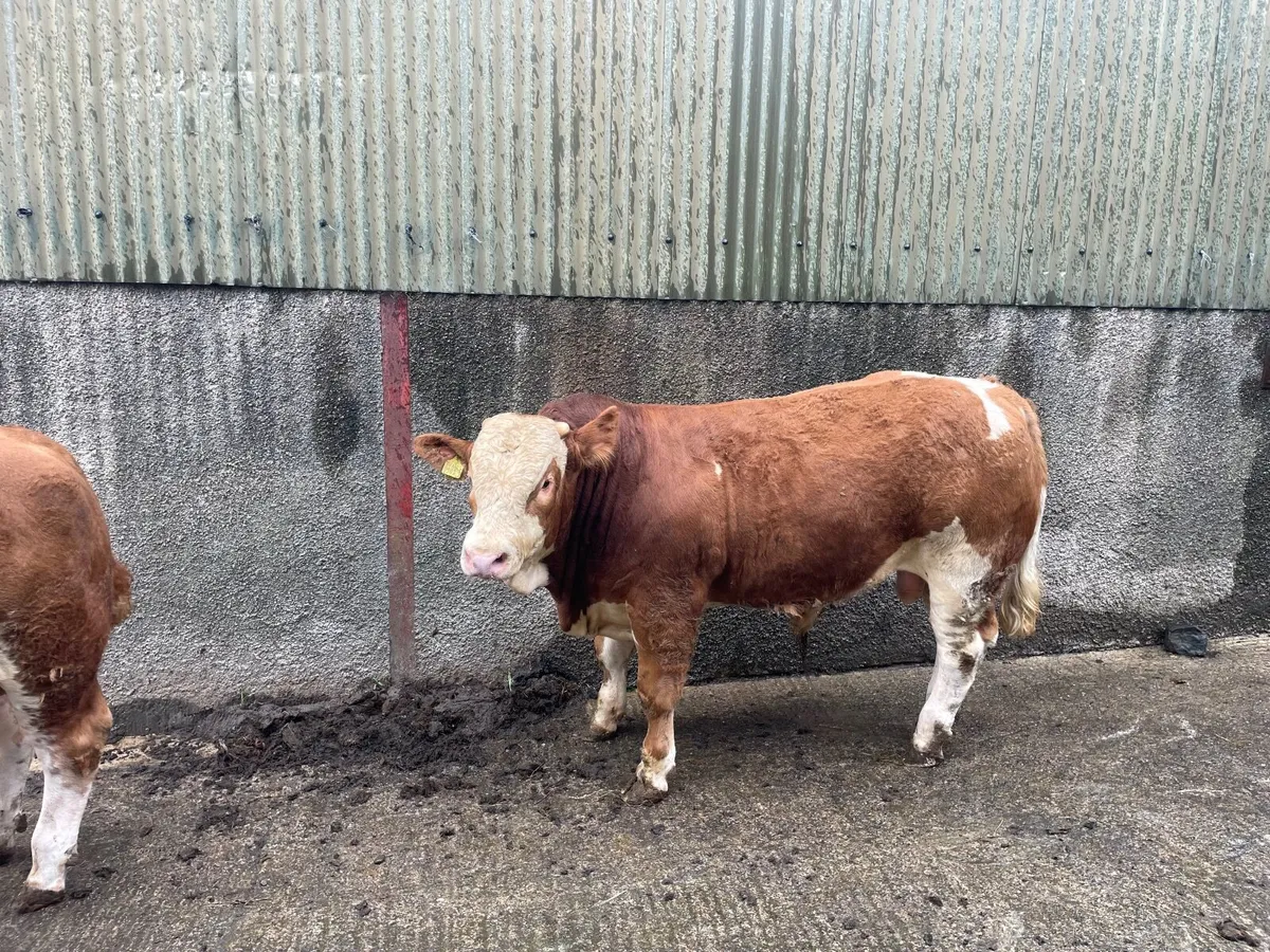 Simmental bulls pure bred - Image 4