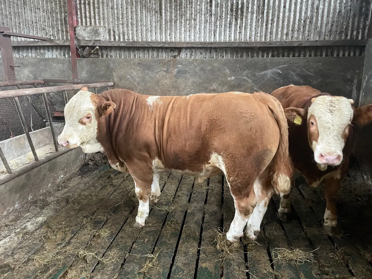 Simmental bulls pure bred - Image 1