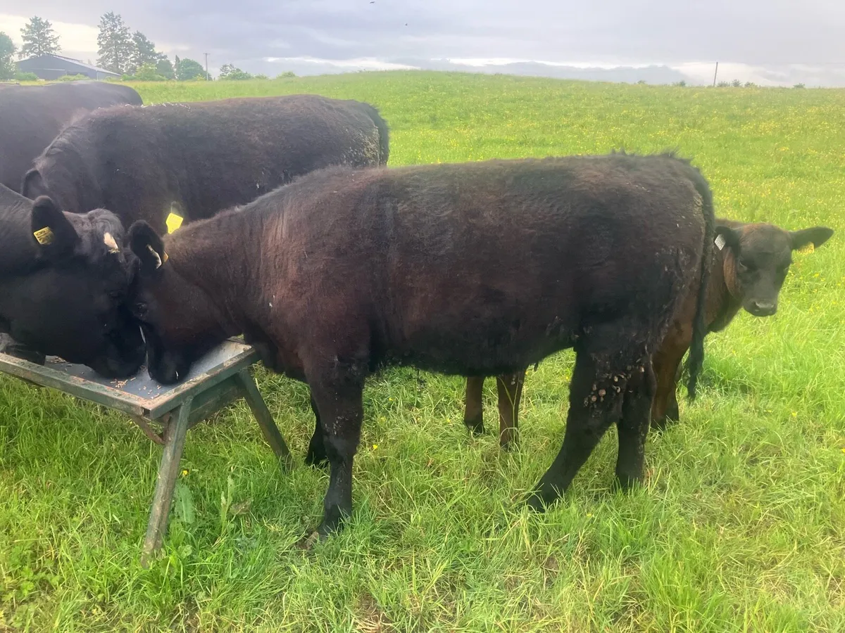 AAX Heifer Angus off Angus - Image 1