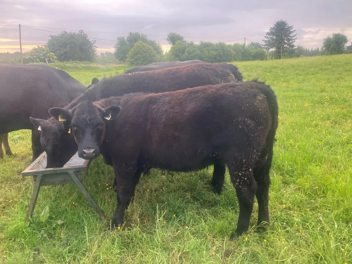 AAX Heifer Angus off Angus - Image 2
