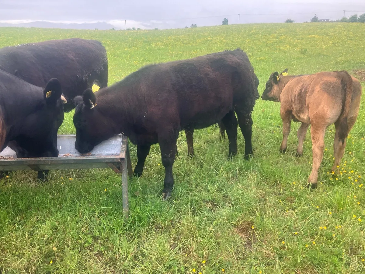 AAX Heifer Angus off Angus - Image 3