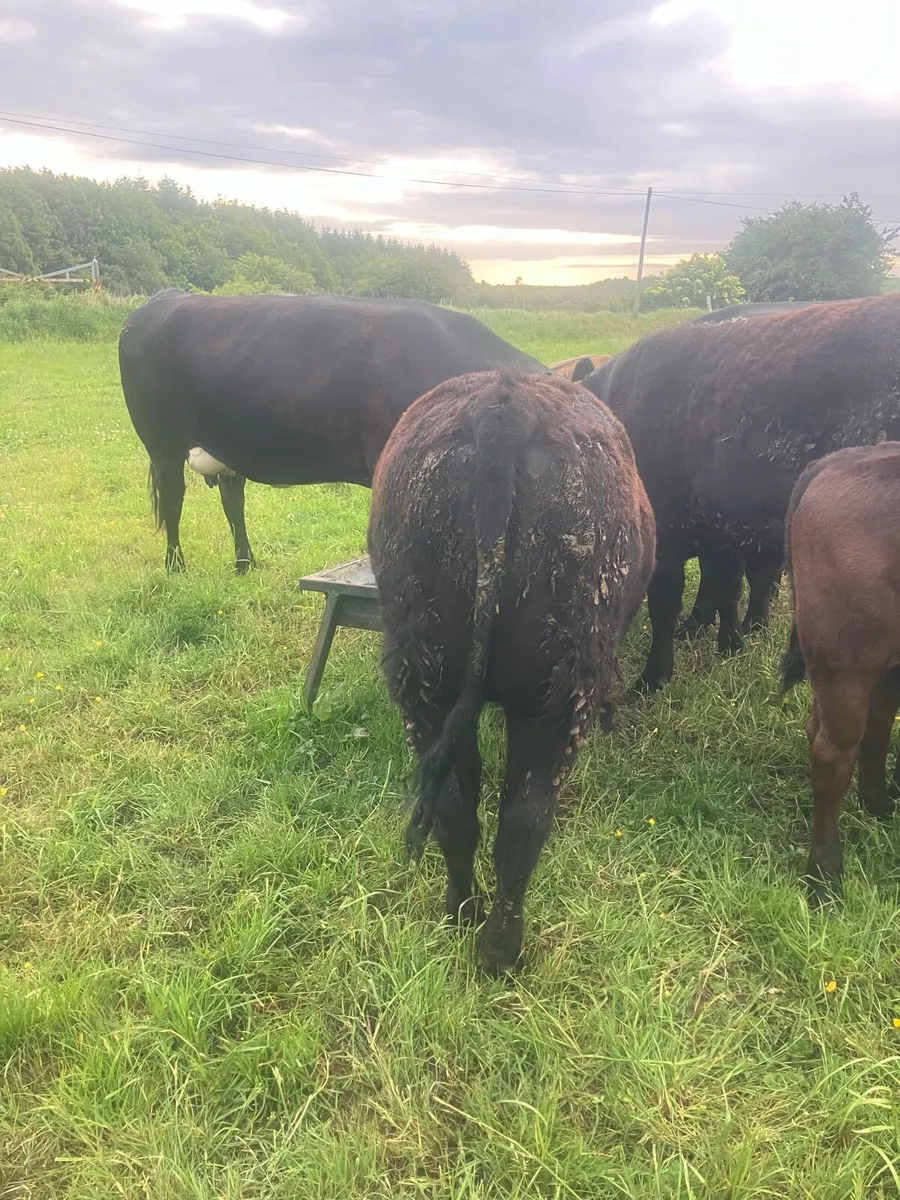 AAX Heifer Angus off Angus - Image 4