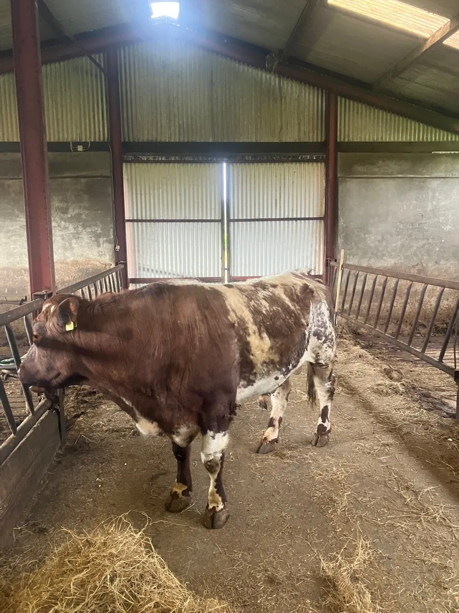 Shorthorn bull - Image 1