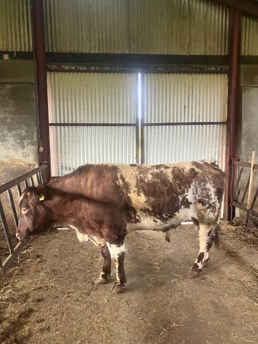 Shorthorn bull - Image 2